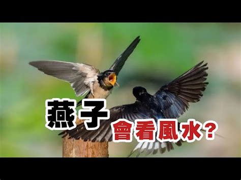 燕子攻擊人|【燕子會攻擊人嗎】「驚人真相！燕子確實會攻擊人嗎？解密燕子。